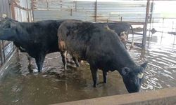 Koçarlı'da hayvan damları sular altında kaldı