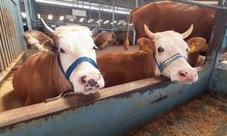 Köşk'te karantina ilan edildi