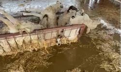 Söke'de su altında kalan koyunlar telef oldu