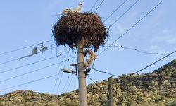 Aydın’da baharın habercisi: İlk leylek Pamukçular’da görüldü