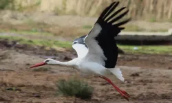 Aydın’da ilk Leyleğini gördü, bir çuval unun sahibi oldu