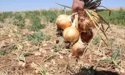 Minik öğrenciler ders saatinde tarlada soğan topladı