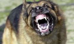 Bozdoğan'da sahipli köpek dehşeti