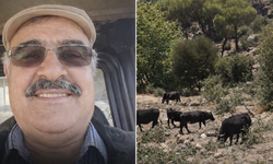 İneklerini bulana 100 bin lira ödül