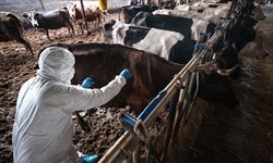 Söke'de şap hastalığı söndü, kısıtlama kaldırıldı