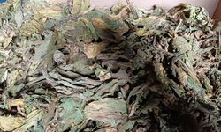 Karacasu’da tütün üreticileri isyanda