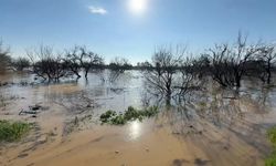 Menderes taştı, çiftçinin umudu battı