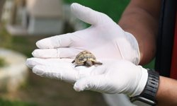 Kuşadası Evcil Hayvan Barınağı'nda Yeni Sakinler İçin Özel Yaşam Alanı