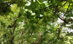 Hasat sezonu başladı, kilosu 4 bin TL’den satıldı