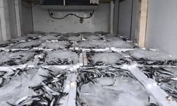 Aydın'da nakil belgesiz 290 kasa balığa el konuldu