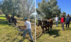 Traktörün giremediği zeytinlikte üretim atlarla sürüyor