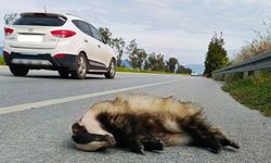 Söke–Didim karayolu yaban hayatı için “Ölüm Koridoru” oldu