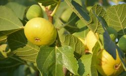 Aydın incirinde devrim niteliğinde proje