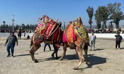 İncirliova’da hasret bitti, develer arenada boy gösterdi