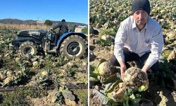 Pazarda 70 lira ama yüz binlercesi tarlada çürüdü