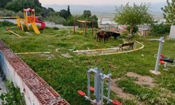 Koçarlı’da Tersine Dünya: Çocuklar Sokakta, İnekler Parkta