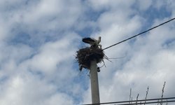 Bozdoğan'da baharın müjdecisi leylekler yuvalarına döndü