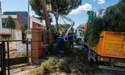Efeler'de yüksek çam ağaçları bakıma alındı