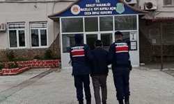 Sera içerisinde 208 kök kenevir ele geçirildi