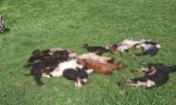 Kurtlar girdikleri ağılda 25 küçükbaş hayvanı telef etti