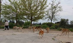 Aydın'da sokak köpeği sorunu nasıl çözülecek?
