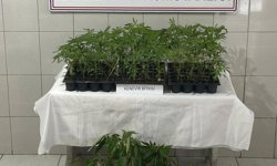 Bozdoğan'da 174 kök kenevir ele geçirildi