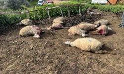 Çine'de kurtlar 20 hayvanı telef etti