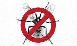 Kuşadası Belediyesi'nden 'Vektörle mücadele' açıklaması