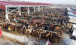 Kurbanlık fiyatları güncellendi