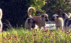 Bosch’un ‘köpek annesi’ reklamı yayından kaldırıldı