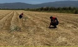 Aydın'da kuraklıkla mücadele çalışmaları sürüyor
