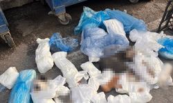 ’33 ölü kedi’ öldürülmesinde veterinere gözaltı