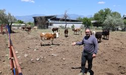 Yerli ırklar daha dayanıklı