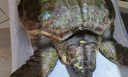 Yaralı caretta carettanın tedavisine başlandı