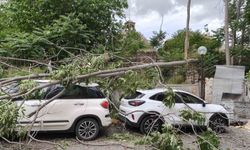 Efeler'de rüzgarda devrilen ağaç park halindeki araçlara zarar verdi