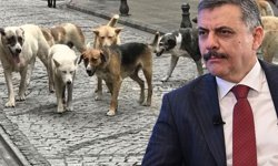 Bakan Çiftçi, sokak hayvanları sorununun tamamen çözümü için tarihi verdi