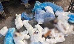 Başsavcılık itiraz etmişti, 33 kediyi öldüren veteriner tutuklandı