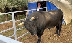 İncirliova’da kendi yetiştirdiği boğa sonu oldu