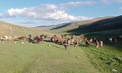 Kurban satışlarında sosyal medya tuzağı