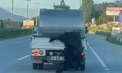 Kurbanlığı araçtan sarkıtıp kilometrelerce sürükledi