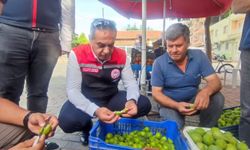 Kaliteli incir için ilek denetimleri sürüyor