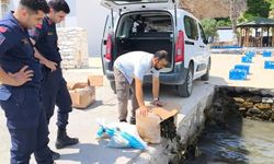 Söke'de 60 kilo canlı yengeç ele geçirildi