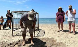 Aydın'da yılın ilk Caretta Caretta yuvası tespit edildi