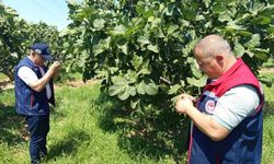 Kuyucak'ta incir üreticilerine zararlı uyarısı