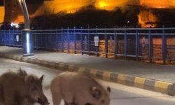 Turizm kentlerini istila eden domuz sorunu her geçen gün büyüyor