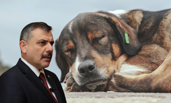 Bakan Çiftçi: Yıl başına kadar sokak köpeklerinin hepsini toplatacağım
