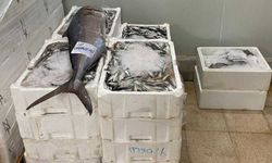 İzmir'de 241 kilogram su ürününe el konuldu