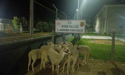 Koçarlı’da 15 koyun evin bahçesinden çalındı