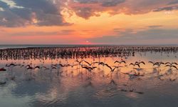 Bakan Kurum: "12 bin 800 yavru flamingo Tuz Gölü’nde yaşam buldu"