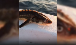 Ağa Takılan Mersin Balığı Özgürlüğüne Kavuştu